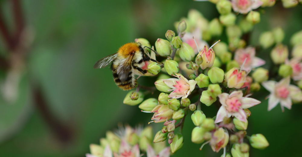 Stonecrop