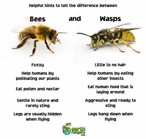 bees vs wasps