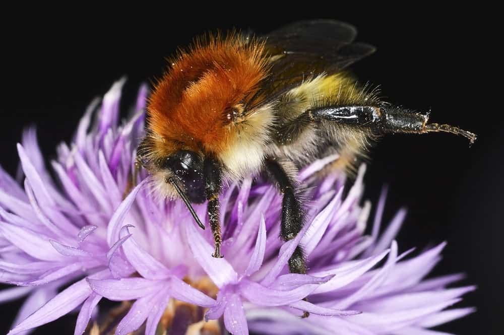 common carder bee