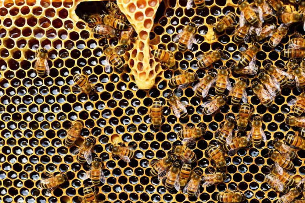 how do bees make honey