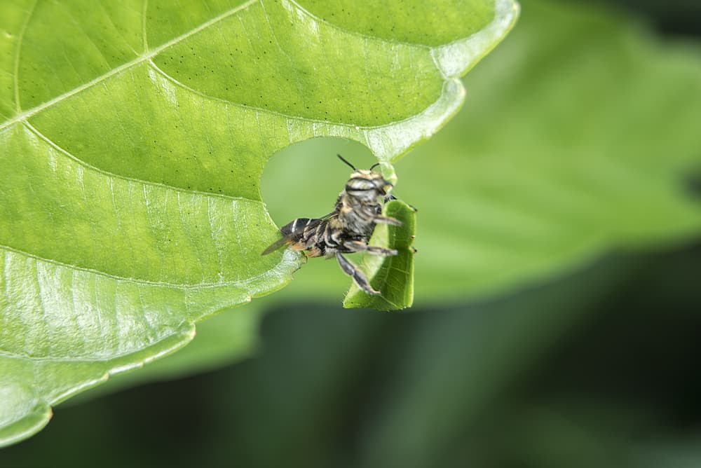 leaf cutter bee