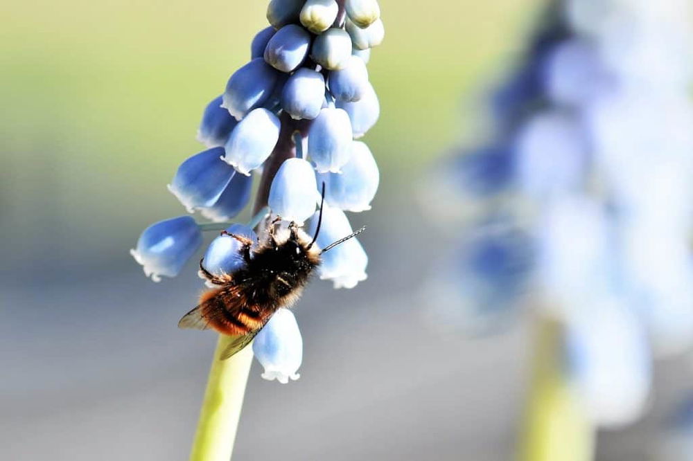 mason bee