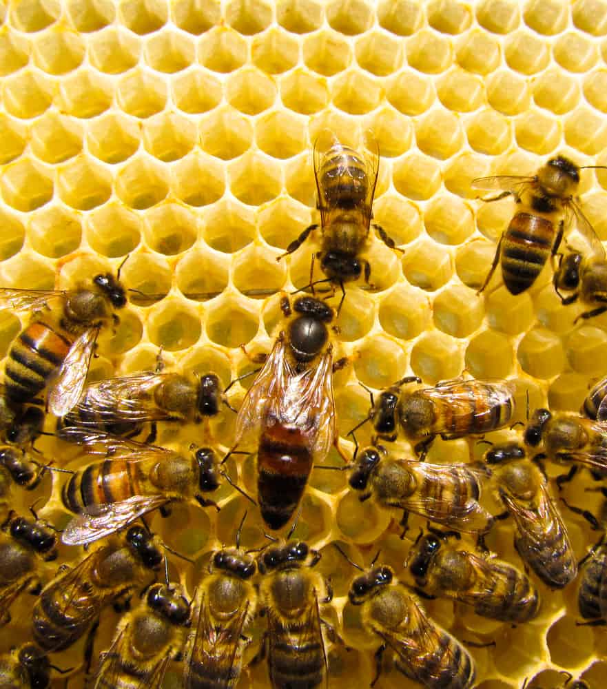 queen bee