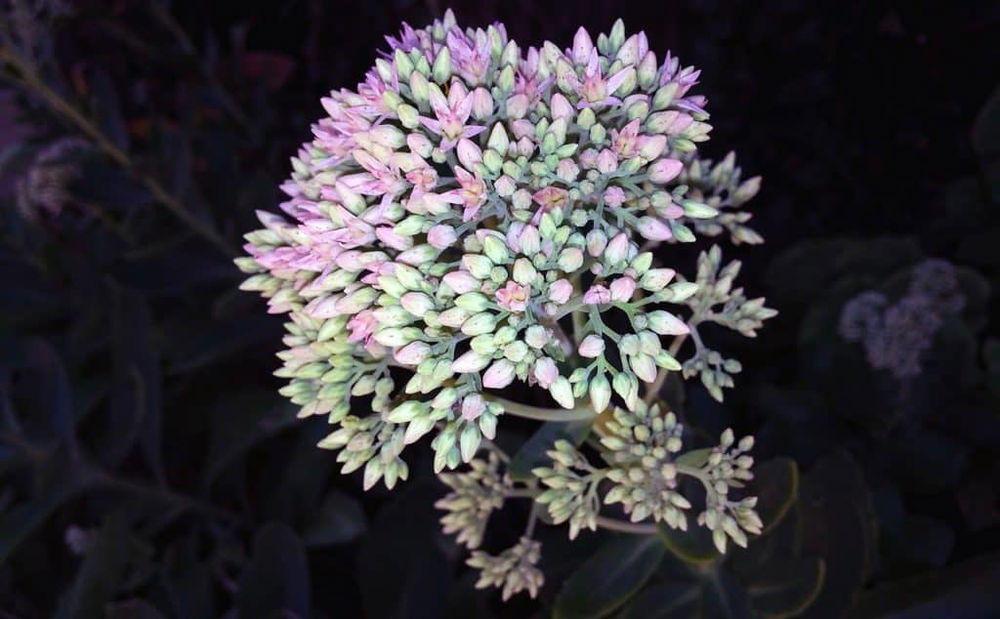 sedum varieties