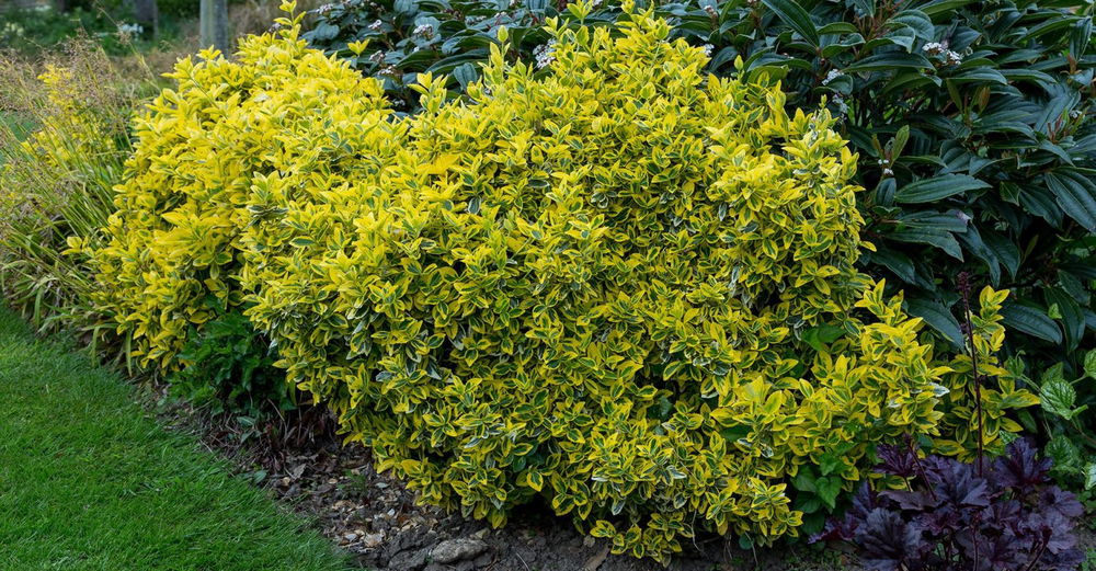 euonymus