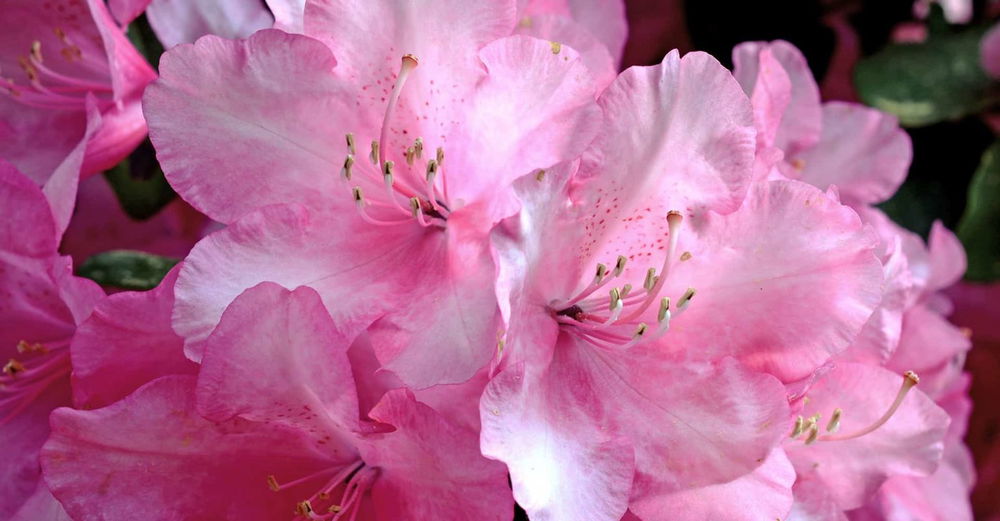 rhododendron