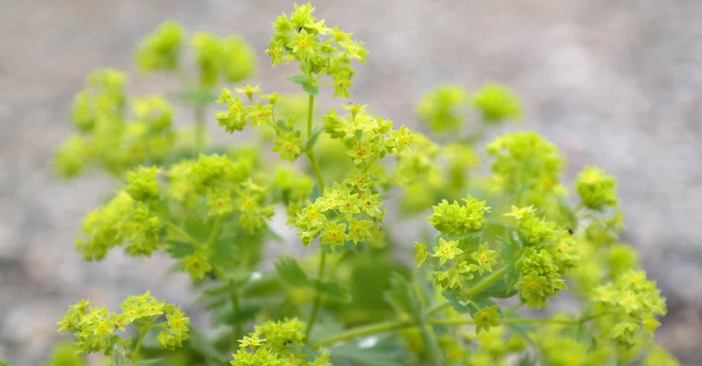 alchemilla