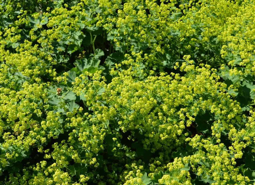 Alchemilla Mollis