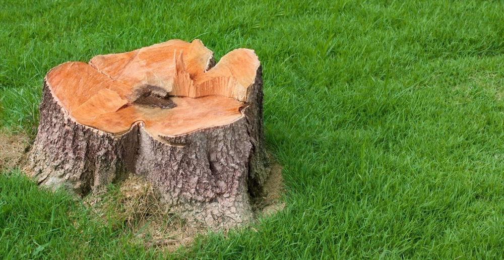 best tree stump killer