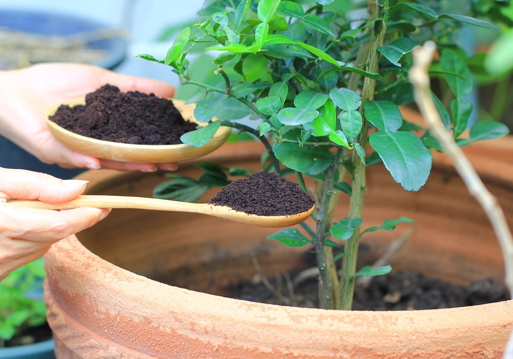 improving-soil-using-coffee-grounds