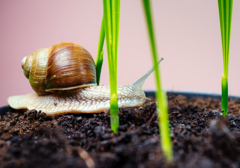 snails-on-coffee-ground