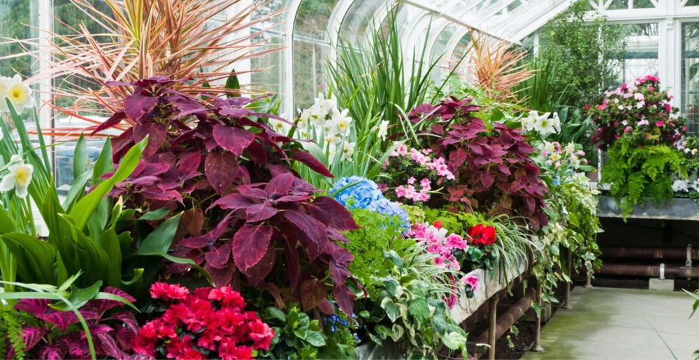 everything about greenhouses