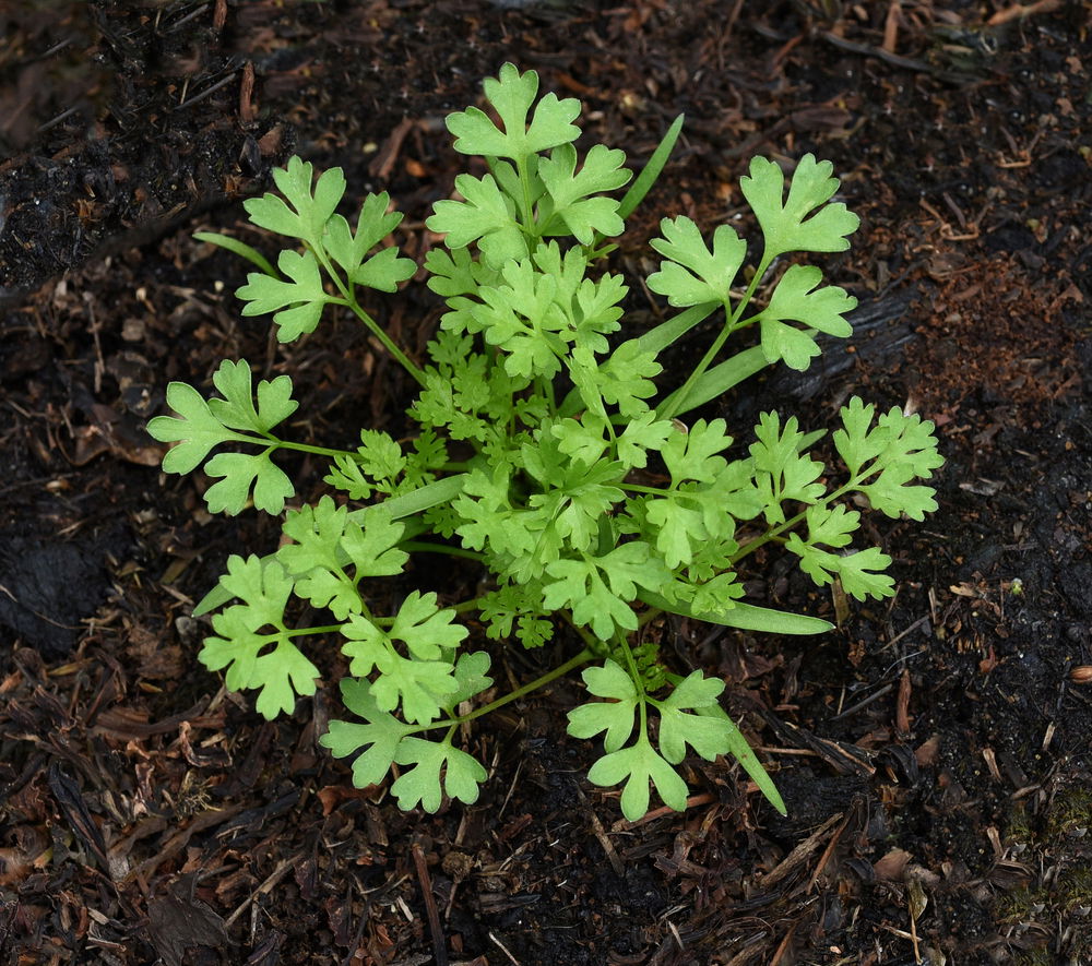Chervil plant