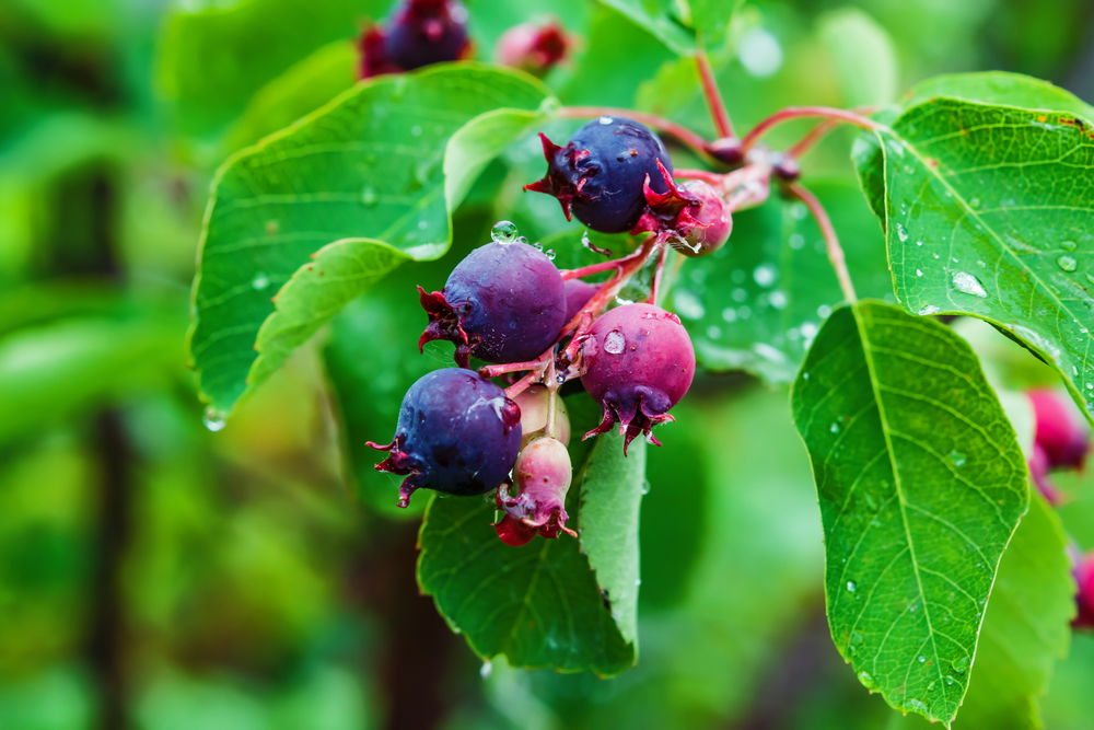 Juneberries on plant