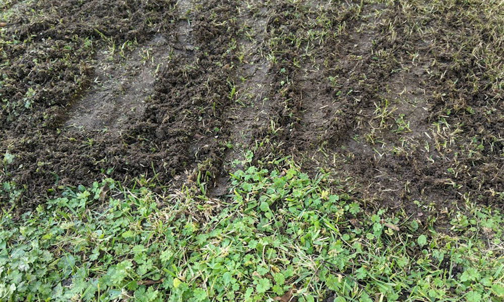 what does a lawn scarifier do