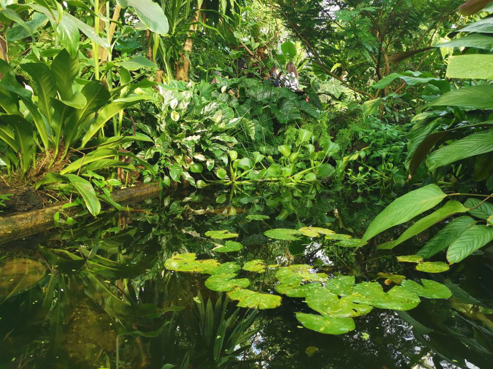 how-to-get-clear-pond-water
