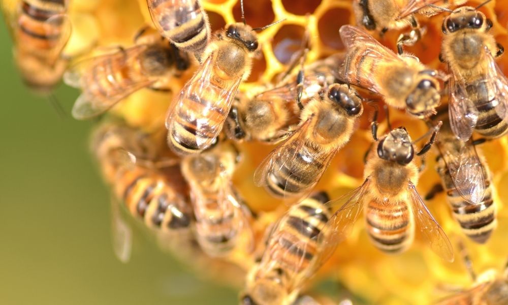 benefits of bees
