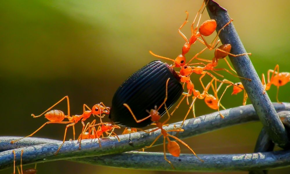 facts about ants