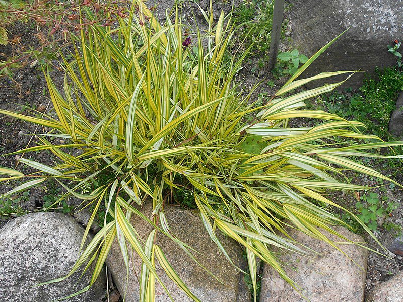 japanese-forest-grass-evergreen-grasses-for-pots