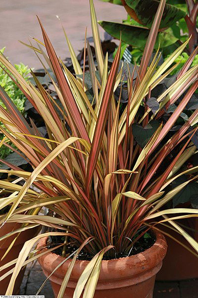 new-zealand-flax-evergreen-grasses-for-pots