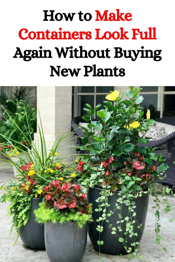 How to Make Containers Look Full Again Without Buying New Plants