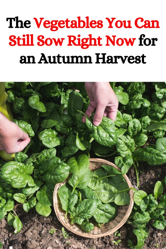 The Vegetables You Can Still Sow Right Now for an Autumn Harvest