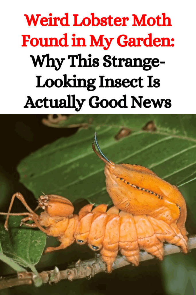 Weird Lobster Moth Found in My Garden: Why This Strange-Looking Insect Is Actually Good News