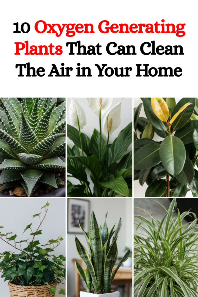 10 Oxygen-Generating Plants That Can Help Freshen the Air in Your Home