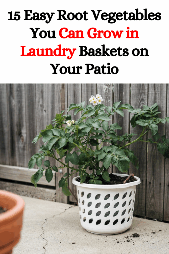 15 Easy Root Vegetables You Can Grow in Laundry Baskets on Your Patio