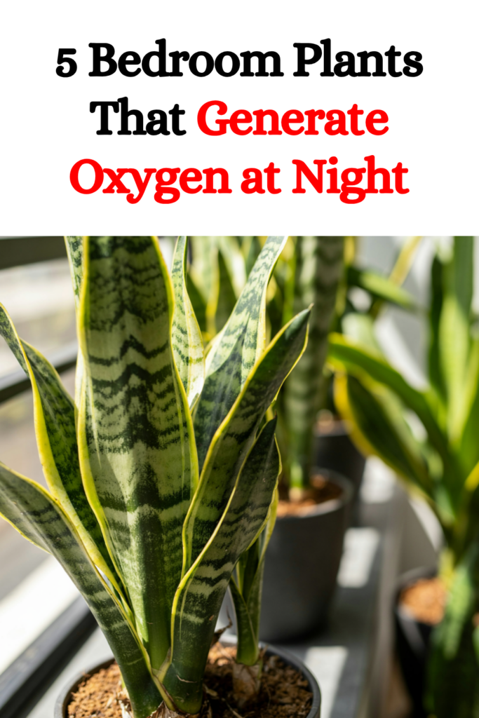 5 Bedroom Plants That Generate Oxygen at Night