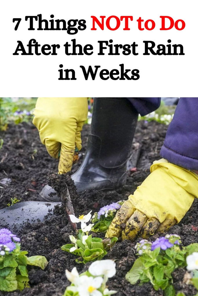 7 Things NOT to Do After the First Rain in Weeks