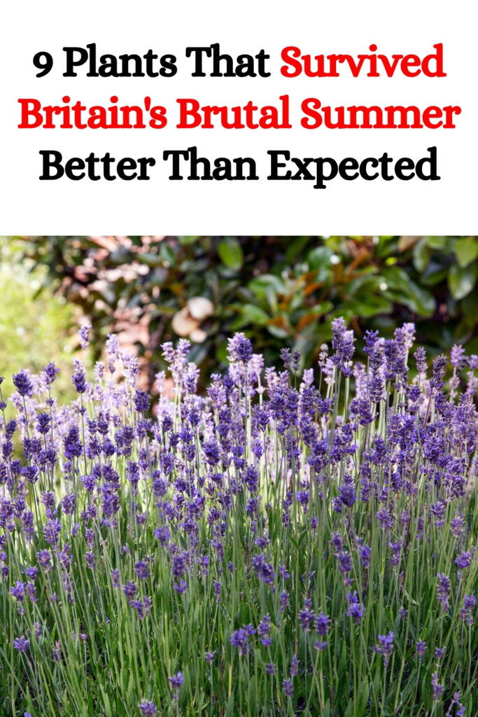 9 Plants That Survived Britain’s Brutal Summer Better Than Expected