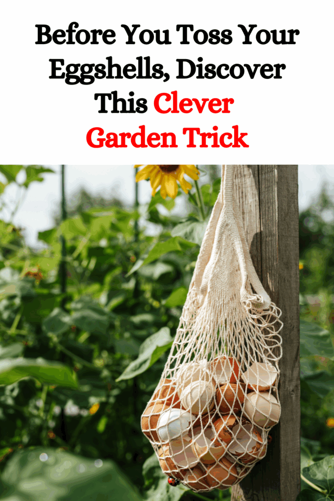 Before You Toss Your Eggshells, Discover This Clever Garden Trick