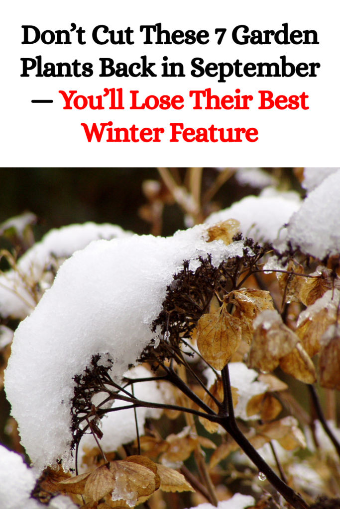 Don’t Cut These 7 Garden Plants Back in September — You’ll Lose Their Best Winter Feature