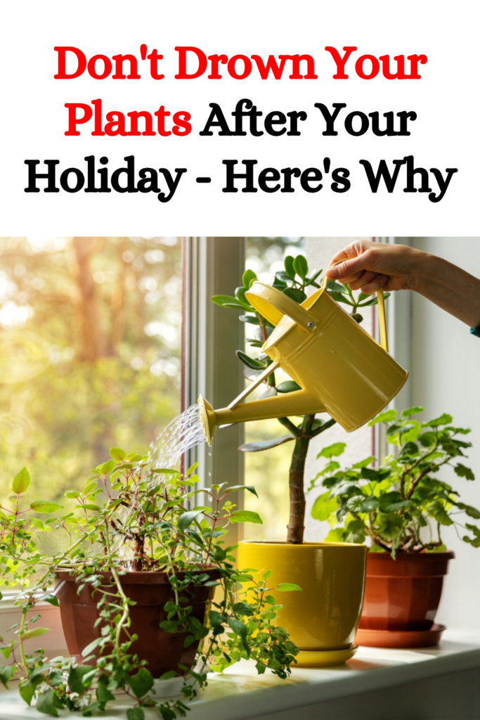 Don’t Drown Your Plants After Your Holiday — Here’s Why