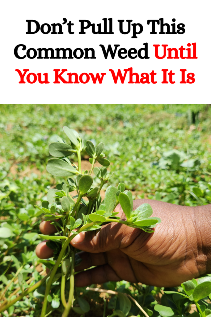 Don’t Pull Up This Common Weed Until You Know What It Is