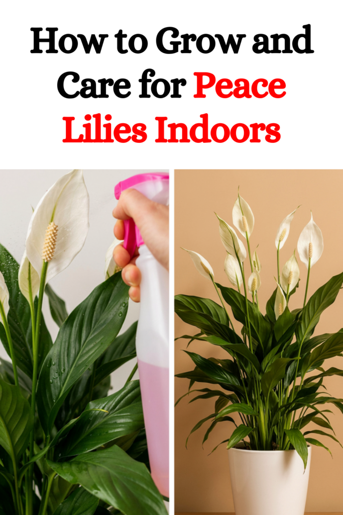 How to Grow and Care for Peace Lilies Indoors