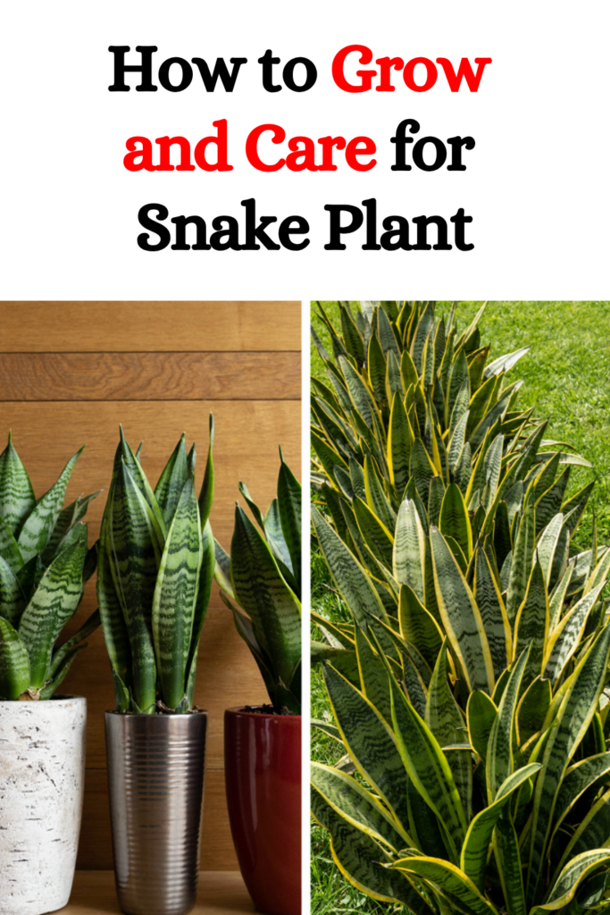 How to Grow and Care for Snake Plant