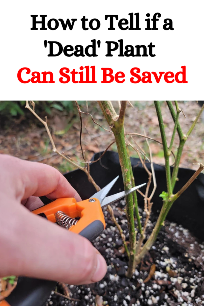 How to Tell if a ‘Dead’ Plant Can Still Be Saved