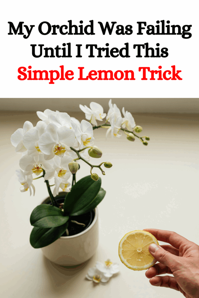 My Orchid Was Failing Until I Tried This Simple Lemon Trick