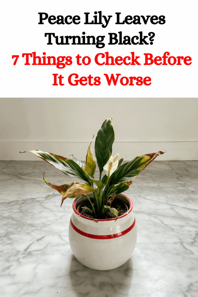 Peace Lily Leaves Turning Black? 7 Things to Check Before It Gets Worse