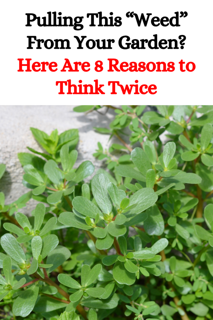 Pulling This “Weed” From Your Garden? Here Are 8 Reasons to Think Twice