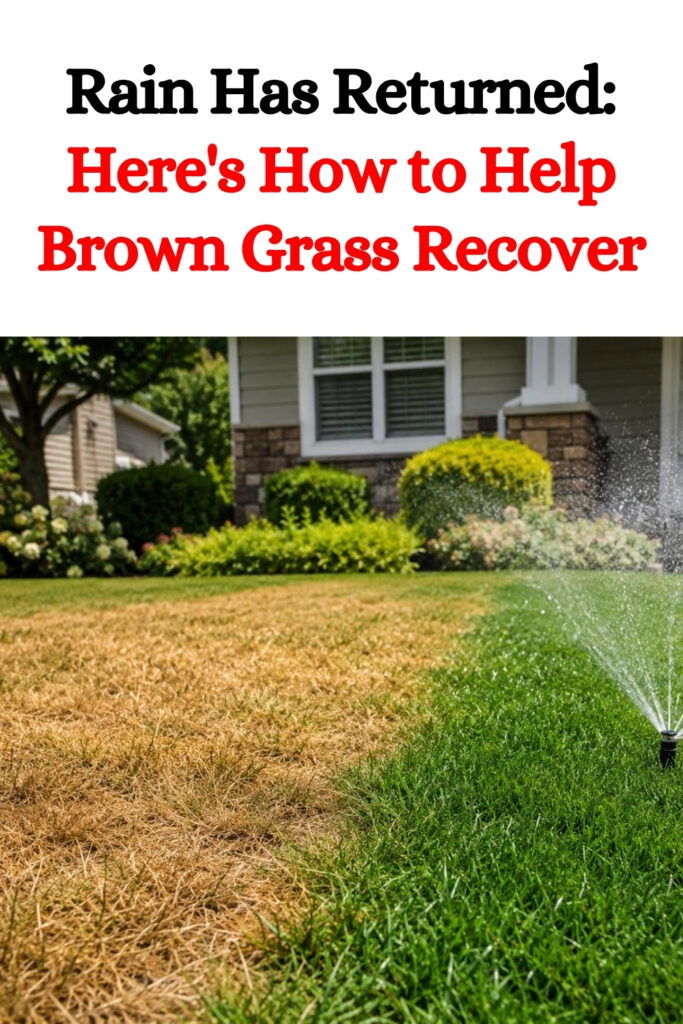 Rain Has Returned: Here’s How to Help Brown Grass Recover