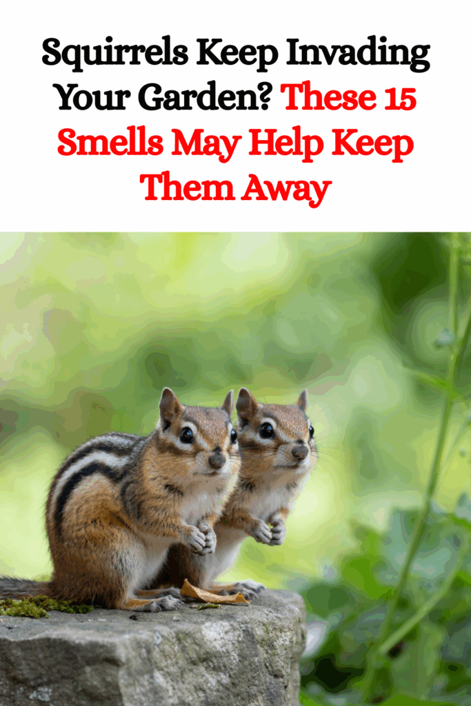 Squirrels Keep Invading Your Garden? These 15 Smells May Help Keep Them Away