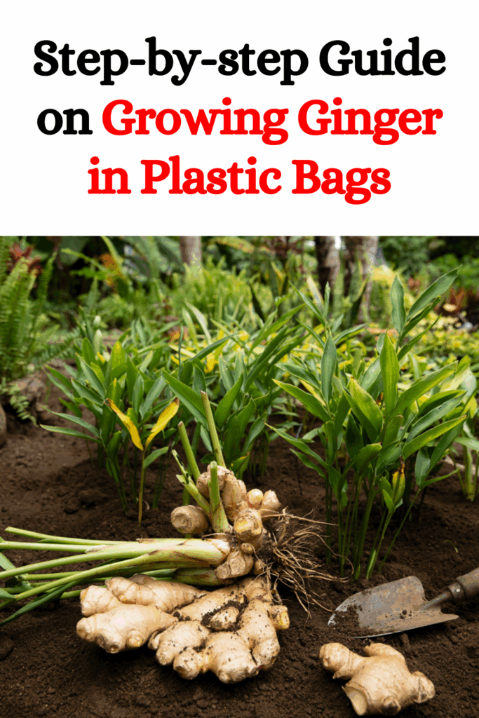 Step-by-step Guide on Growing Ginger in Plastic Bags