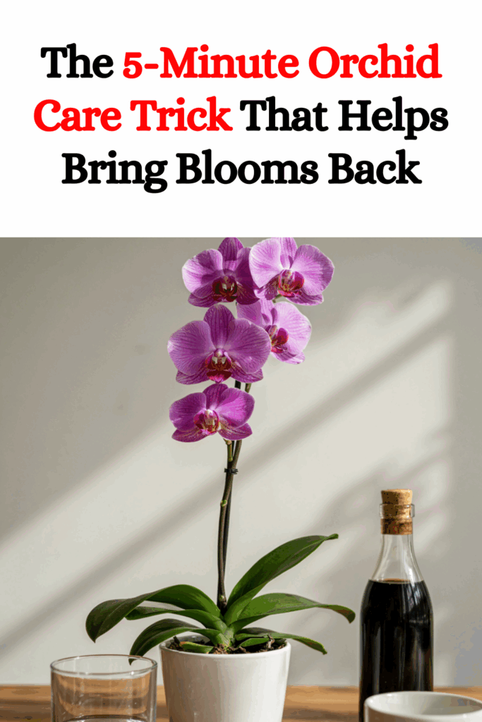 The 5-Minute Orchid Care Trick That Helps Bring Blooms Back