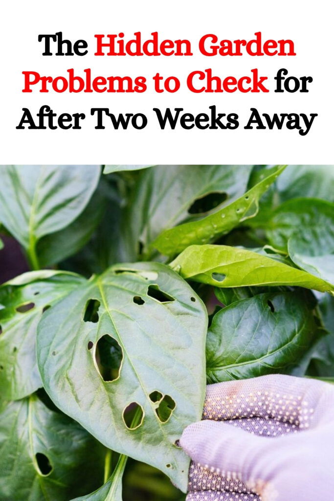 The Hidden Garden Problems to Check for After Two Weeks Away