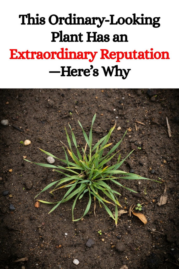 This Ordinary-Looking Plant Has an Extraordinary Reputation—Here’s Why