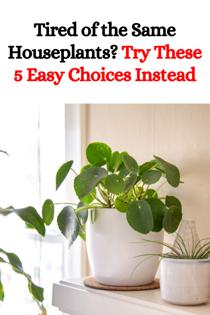 Tired of the Same Houseplants? Try These 5 Easy Choices Instead