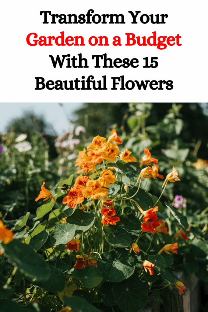Transform Your Garden on a Budget With These 15 Beautiful Flowers